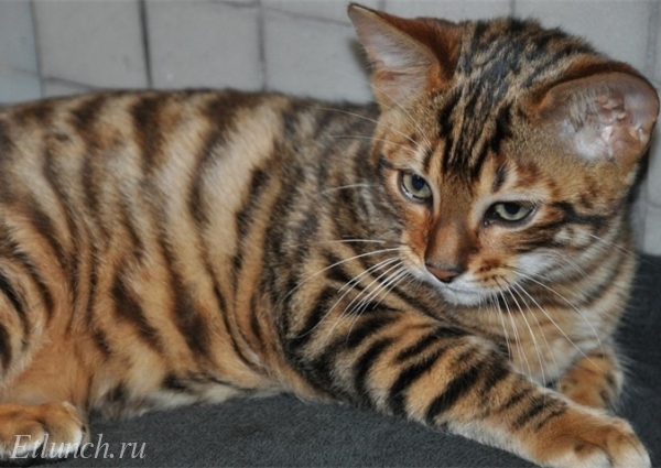 Самые редкие и необычные породы кошек. Тойгер
